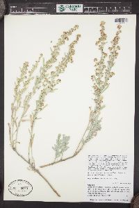 Artemisia tridentata subsp. vaseyana image