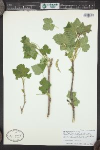 Ribes hudsonianum image