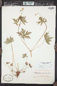 Geranium richardsonii image