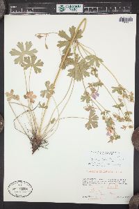 Geranium caespitosum image