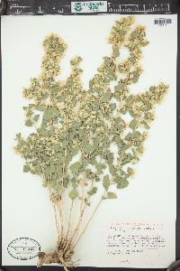 Brickellia californica image