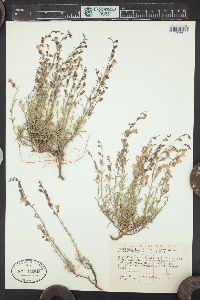 Penstemon linarioides image