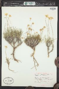 Tetraneuris scaposa var. linearis image