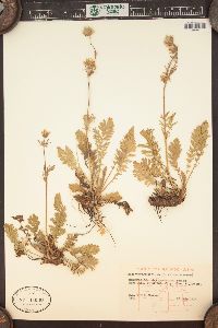 Geum triflorum image