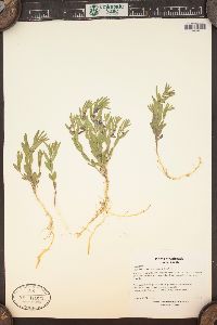 Scutellaria brittonii image