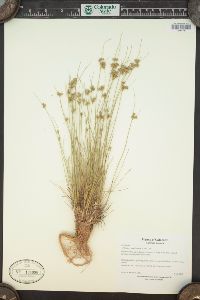 Juncus confusus image