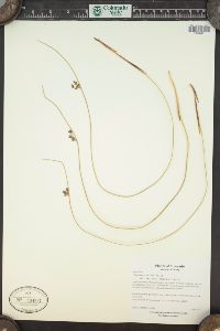 Juncus balticus subsp. balticus image