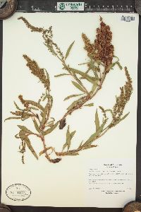 Rumex triangulivalvis image