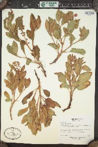 Rumex venosus image