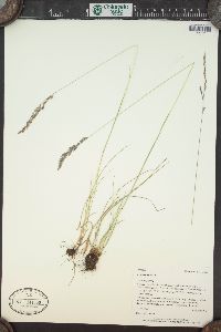 Festuca rubra image