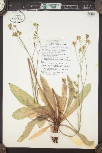 Crepis runcinata image