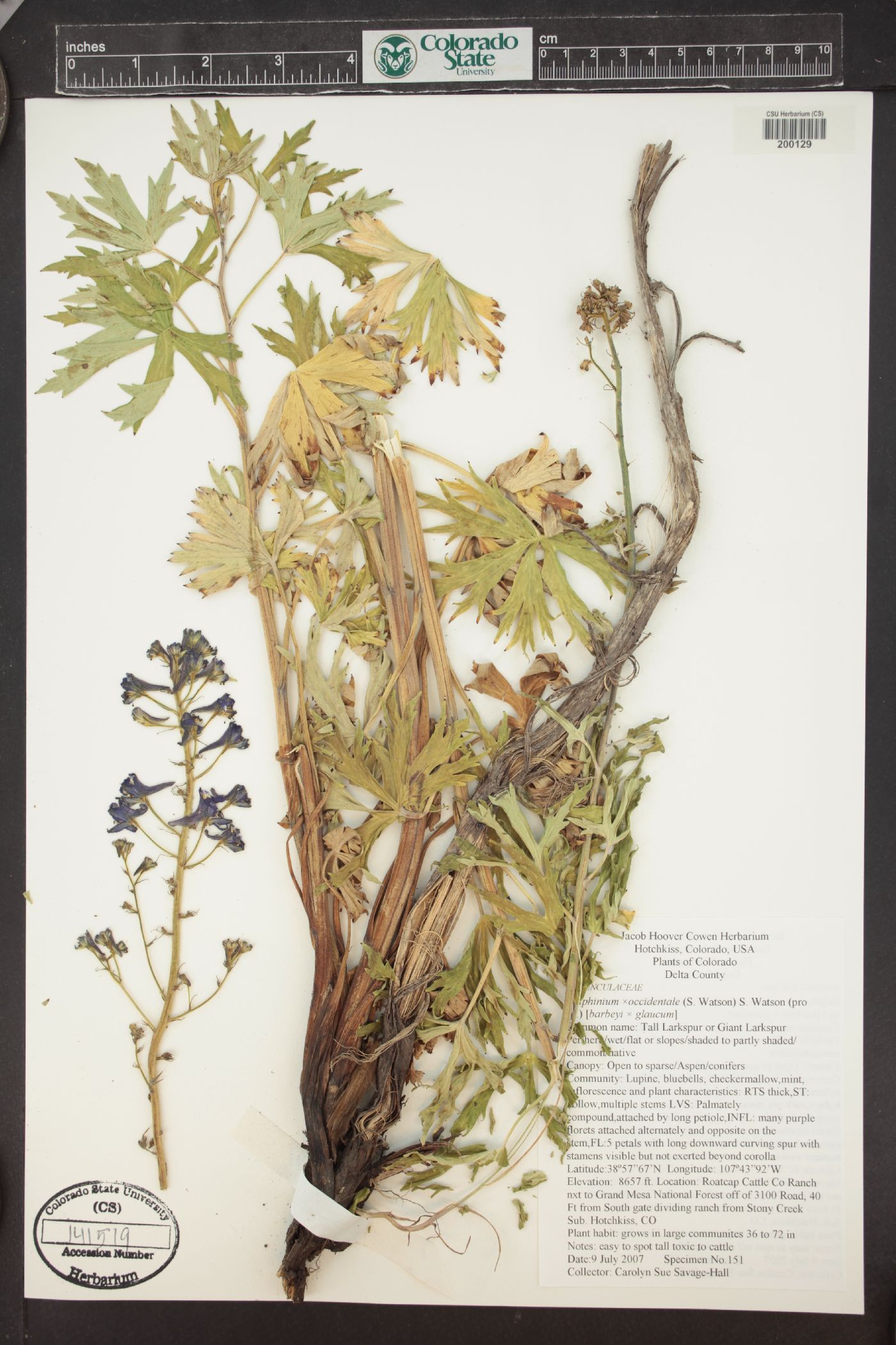 Delphinium occidentale image