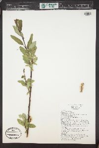 Salix monticola image