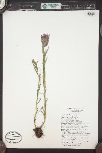 Castilleja rhexiifolia image