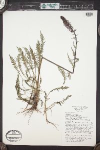 Pedicularis groenlandica image