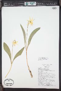 Erythronium grandiflorum image