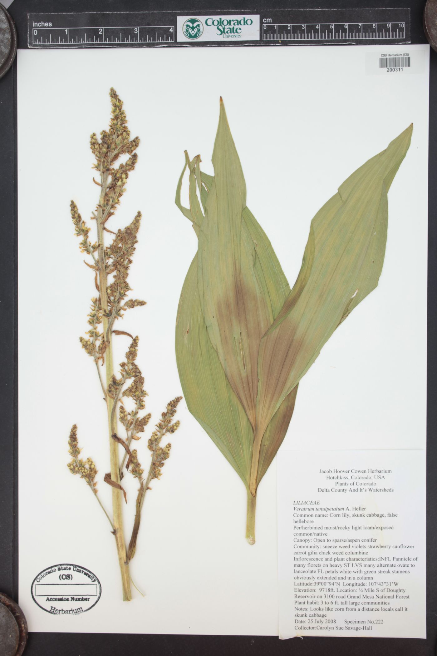 Veratrum tenuipetalum image