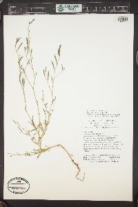 Epilobium leptophyllum image