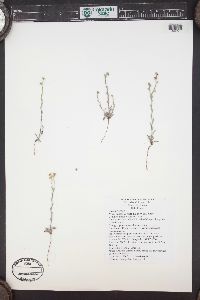 Draba cuneifolia image