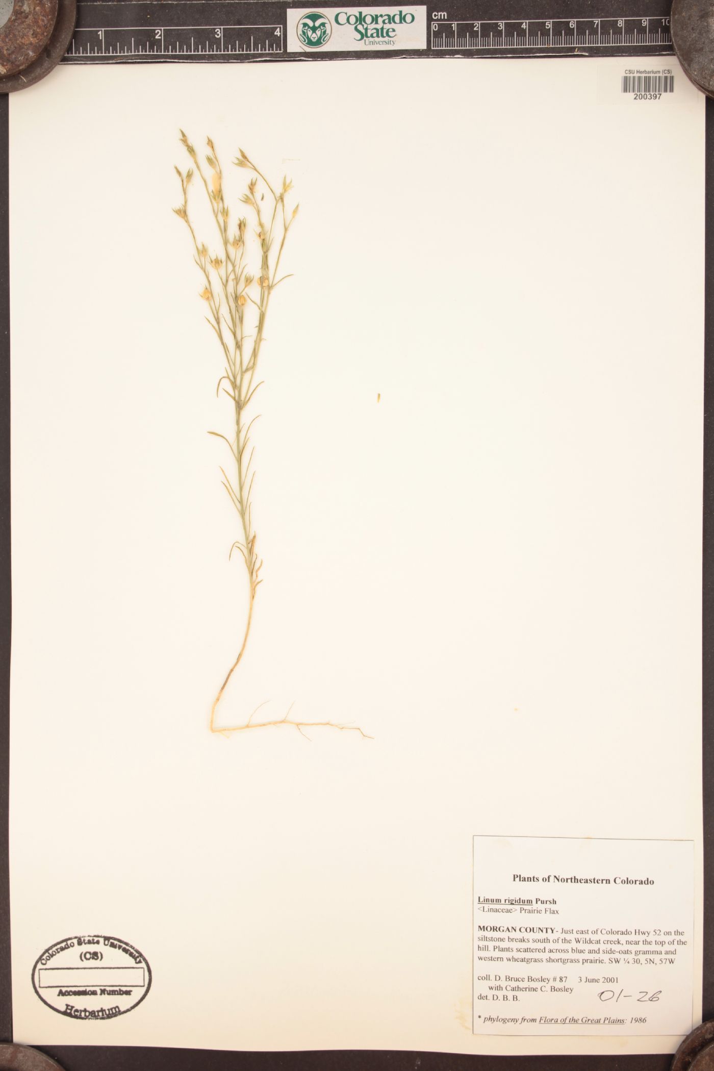 Linum rigidum image