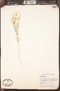 Linum rigidum image