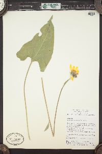 Balsamorhiza sagittata image