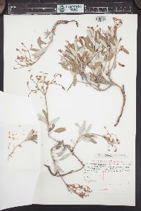 Eriogonum fendlerianum image