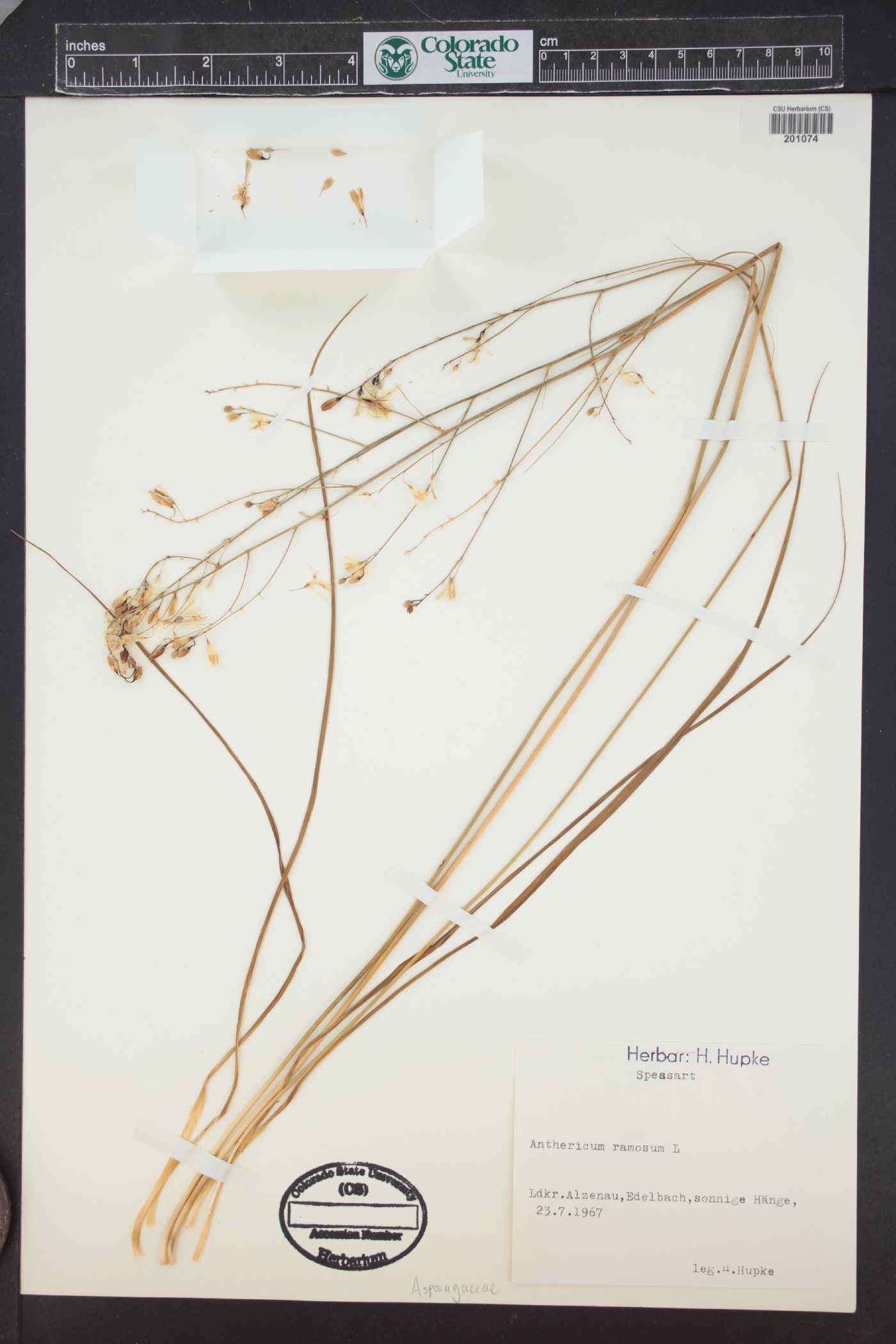 Anthericum ramosum image