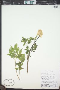 Actaea rubra image