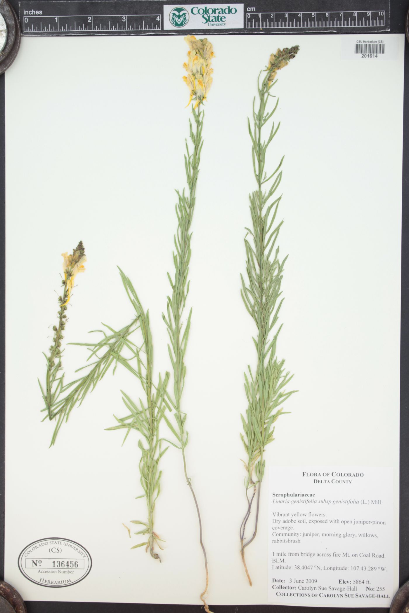 Linaria genistifolia image