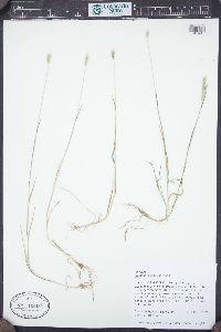 Hordeum pusillum image