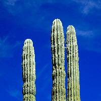 Pachycereus pringlei image