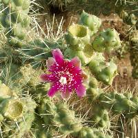 Cylindropuntia fulgida image