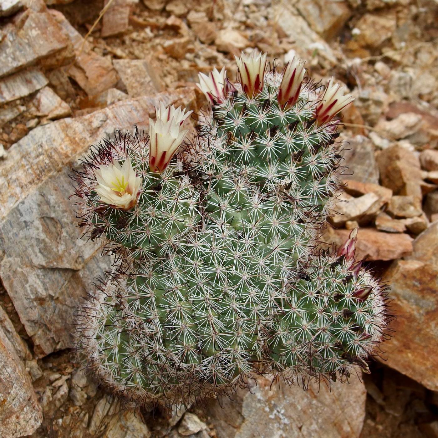 Mammillaria dioica image