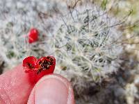 Mammillaria tetrancistra image