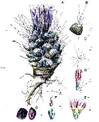 Image of Ancistrocactus pinkavanus