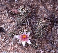 Mammillaria thornberi image