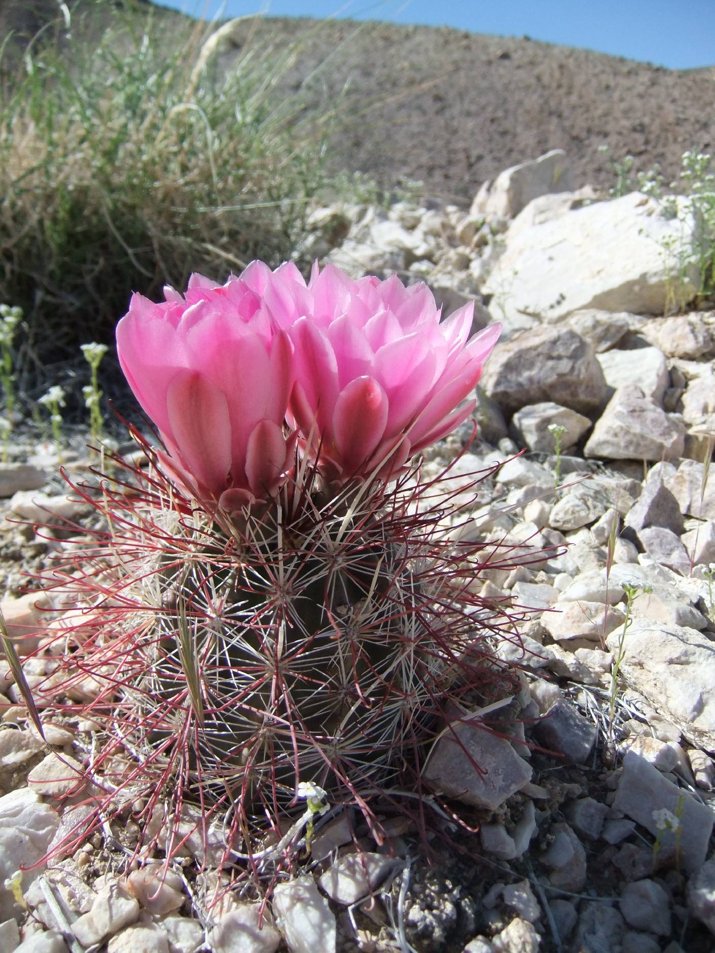 Sclerocactus polyancistrus image