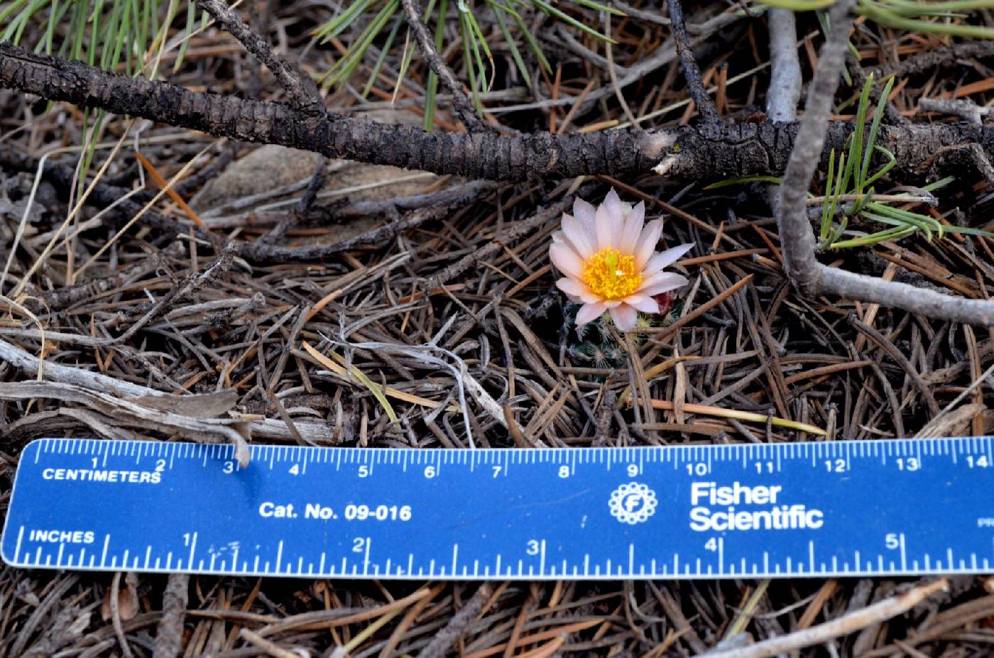 Pediocactus knowltonii image