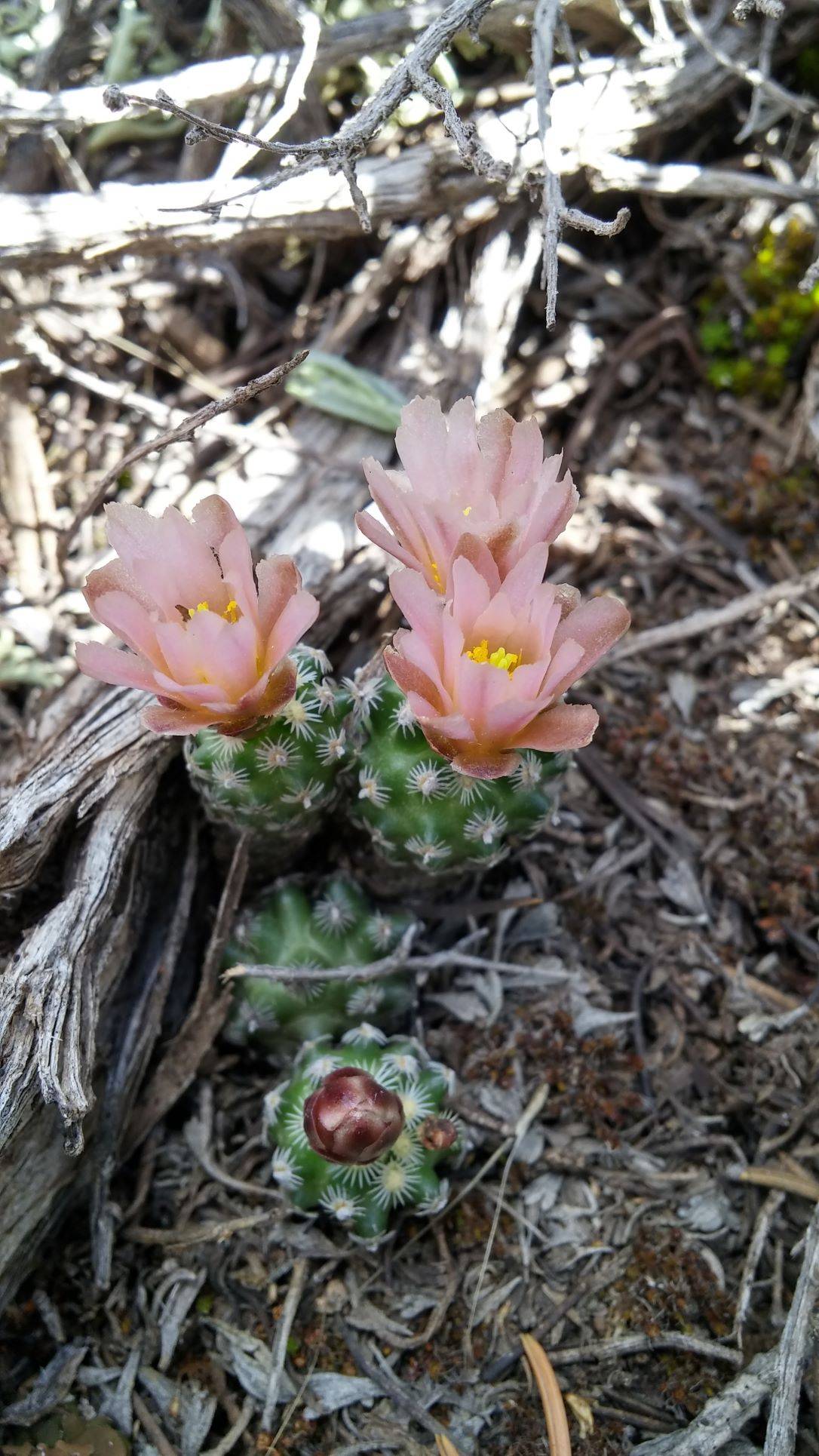 Pediocactus knowltonii image