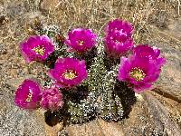 Echinocereus fendleri image