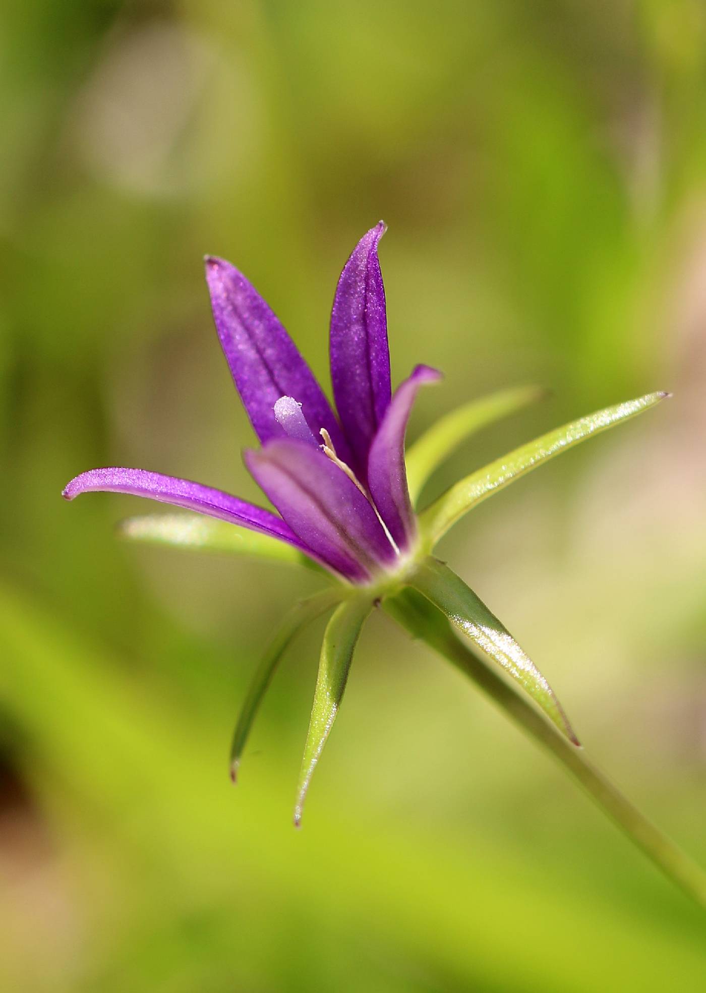 Campanula floridana image