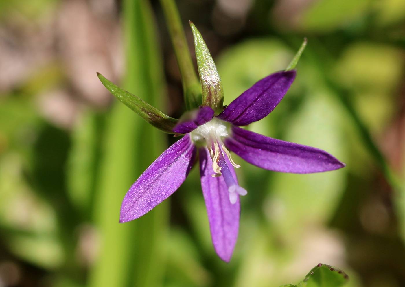 Campanula floridana image