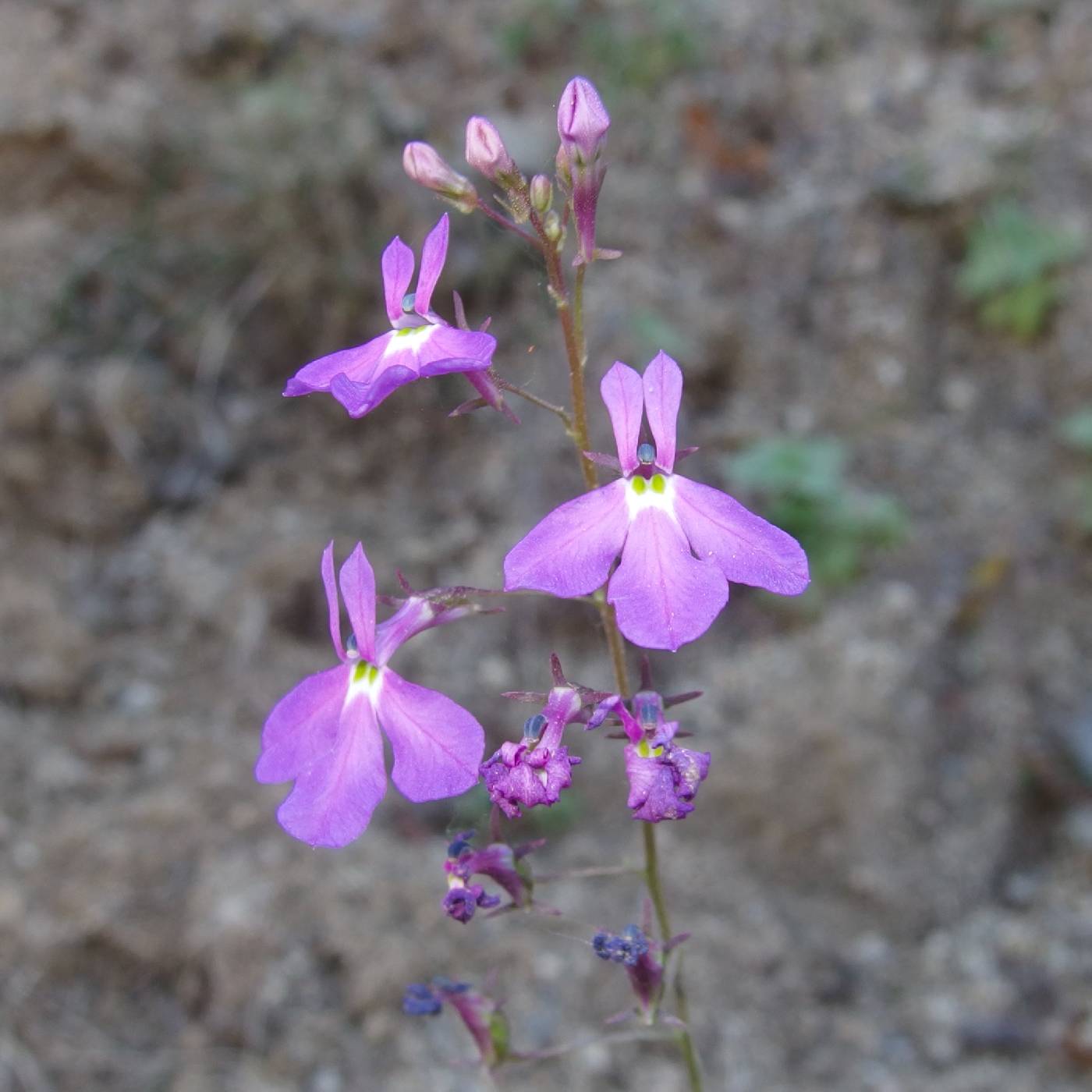 Lobelia aurita image