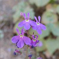 Lobelia aurita image