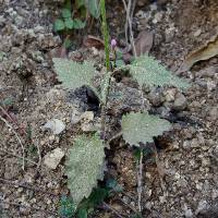 Lobelia aurita image