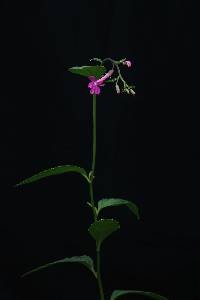 Lobelia alanae image