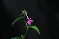 Image of Lobelia alanae