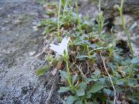 Campanula shetleri image