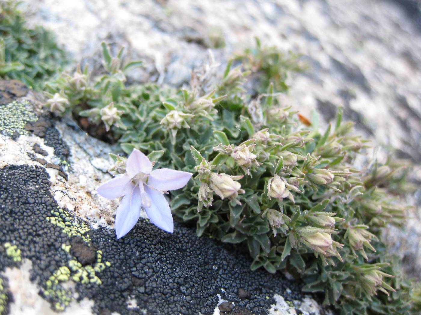 Campanula shetleri image